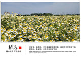 Chamomile new chamomile dried flowers chamomile petals froth flowers crushed