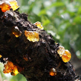 Wild and Natural TaoJiao Nourishing Gum Jelly for Skin Health and Edible Delight