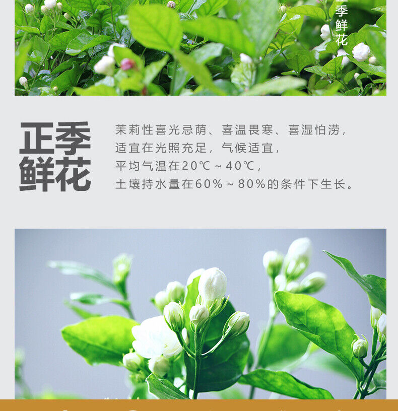Strong Fragrance Jasmine Tea New Tea Loose Drifting Fragrance Herbal Tea 100g