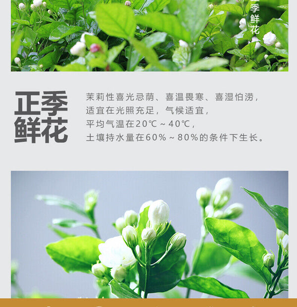 Strong Fragrance Jasmine Tea New Tea Loose Drifting Fragrance Herbal Tea 100g