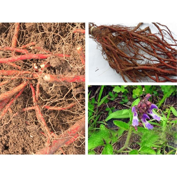 CIFbuy 250/500g Red Sage Dan Shen Root (Salvia miltiorrhiza) Organic Chinese Medicine