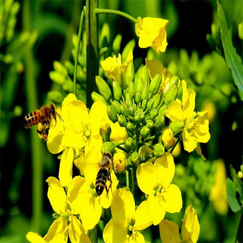 CIFbuy Rapeseed Napus Organic Natural Premium Anti-aging and Organic Skin Care Keep Fit