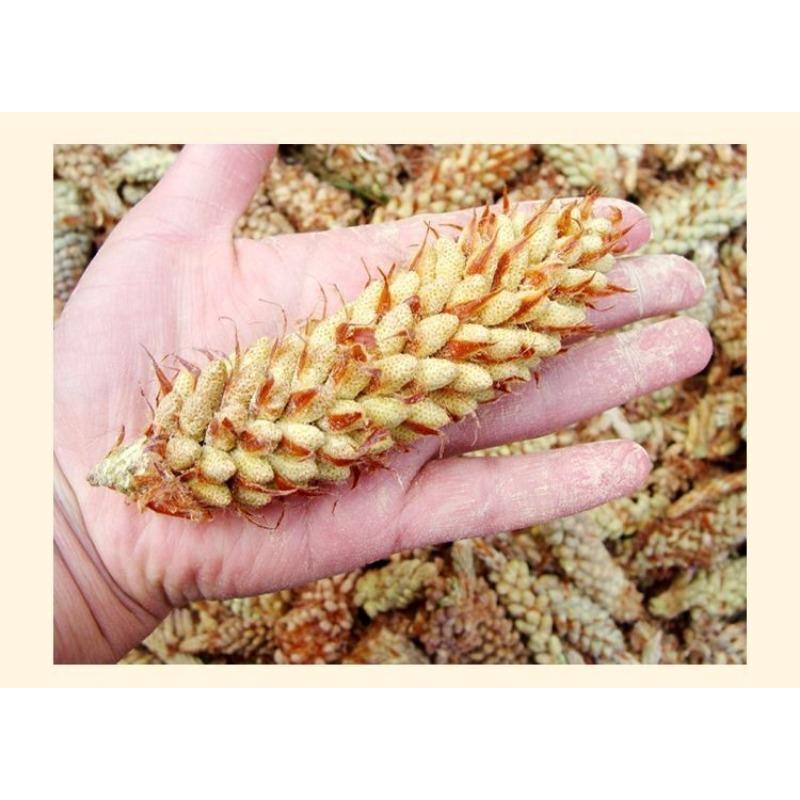 CIFbuy 10bags*50g Wild Harvested Shell-broken Pine Pollen Powder 99% Crack Certificated