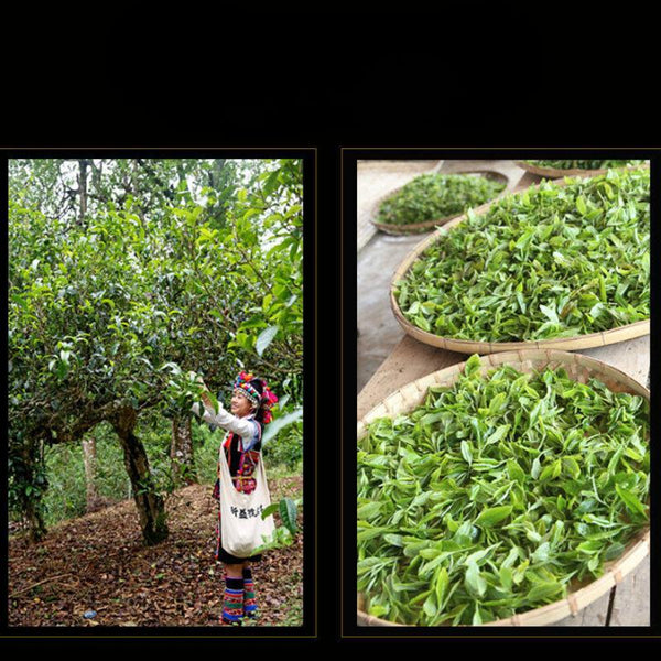 CIFbuy Xin Yi Hao Bulang Mountain 200 Years Old Tree Tuo Cha Pu-erh Tea 2021 500g Ripe