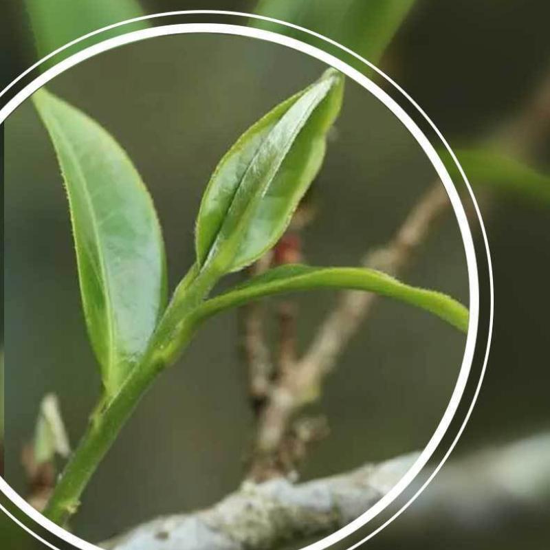 CIFbuy Pu'er Ripe Tea Yunnan Lao Banzhang Pu'er Tea 357g Pu'er Tea Cake