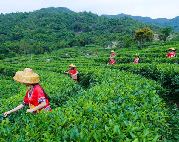 CIFbuy 357g Premium Ripe Puerh Tea Lao Ban Zhang Ecological Ancient Tree Tea Golden Bud