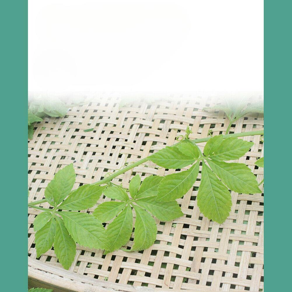 CIFbuy Jiaogulan Cha Gynostemma Tea Lowering Three Highs Helps Delay Aging Hetbal Tea Natural Health Herb