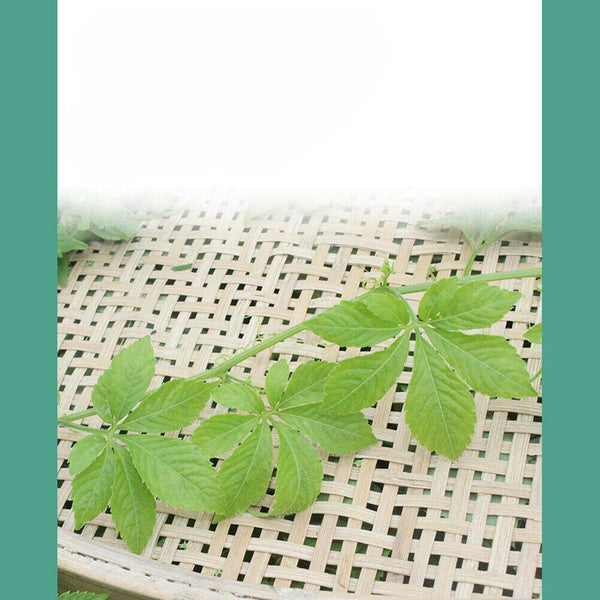 CIFbuy Jiaogulan Cha Gynostemma Tea Lowering Three Highs Helps Delay Aging Hetbal Tea Natural Health Herb