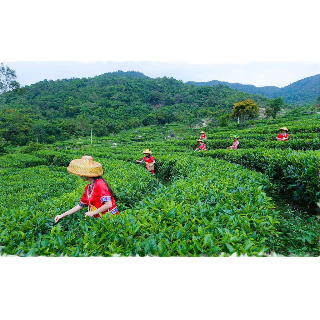 7542 Pu'er Tea Puer Cha Tea Cake Organic Health Drink Dayi 357g Yunnan Dayi
