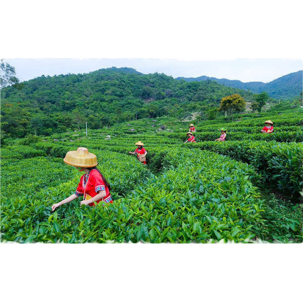 7542 Pu'er Tea Puer Cha Tea Cake Organic Health Drink Dayi 357g Yunnan Dayi