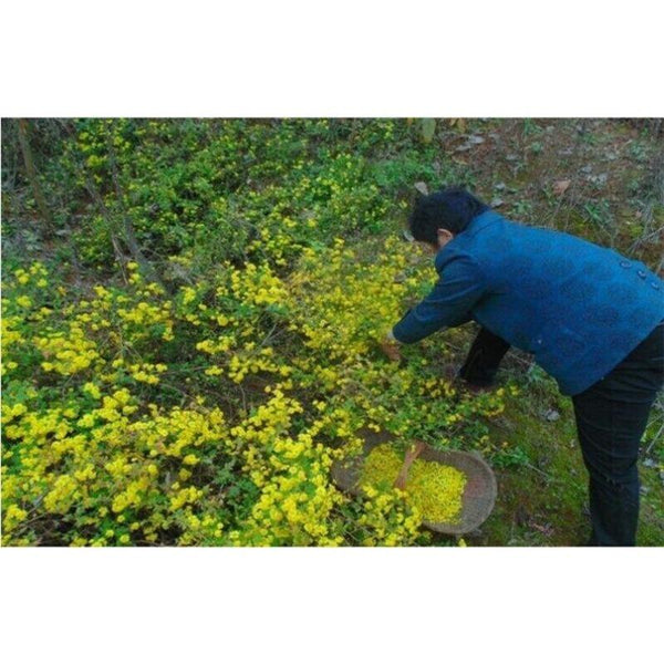 CIFbuy 100g Chrysanthemum | Wild Harvest | Wild Chrysanthemum | Ju Hua
