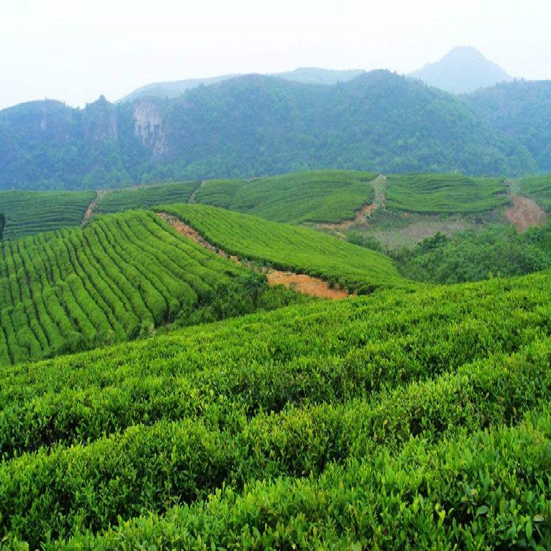 CIFbuy DALI Tuocha 2017 Yunnan Xiaguan Shu Pu-erh Tea Pu'er Ripe Puer Tea 100g Boxed