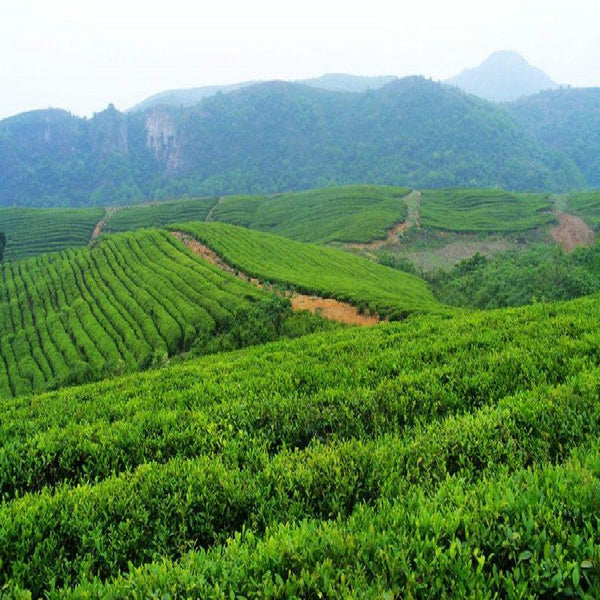 CIFbuy DALI Tuocha 2017 Yunnan Xiaguan Shu Pu-erh Tea Pu'er Ripe Puer Tea 100g Boxed