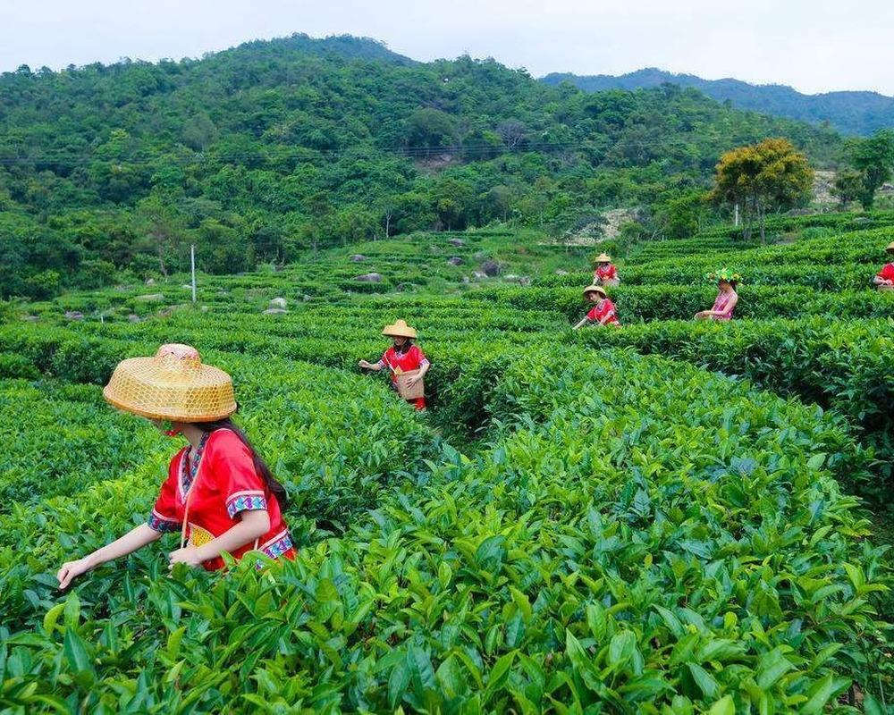 CIFbuy 250g Milk Oolong Tea Organic Green Tea Mountain Fragrant Loose Tea Health Care