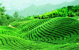 357g Yunnan Wild Puerh Ripe Tea Puer Tea Golden Bud Pu Er Palace Seven Cakes Tea