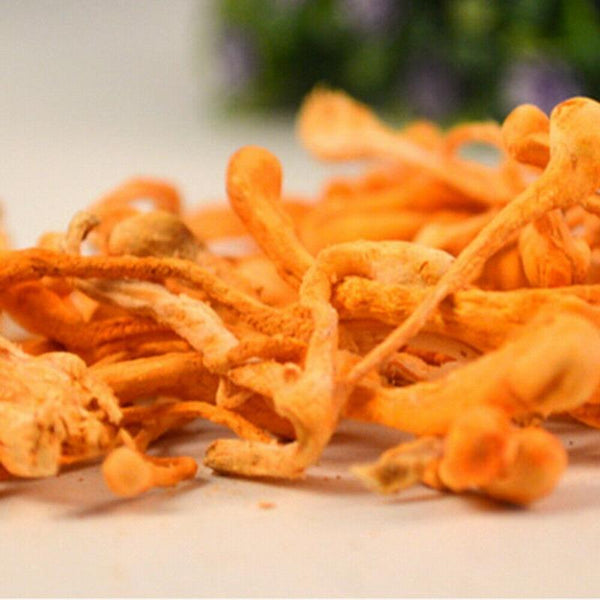 CIFbuy Cordyceps Militaris Powder Organic Mushroom Rich In Protein Amino Acids Herbal