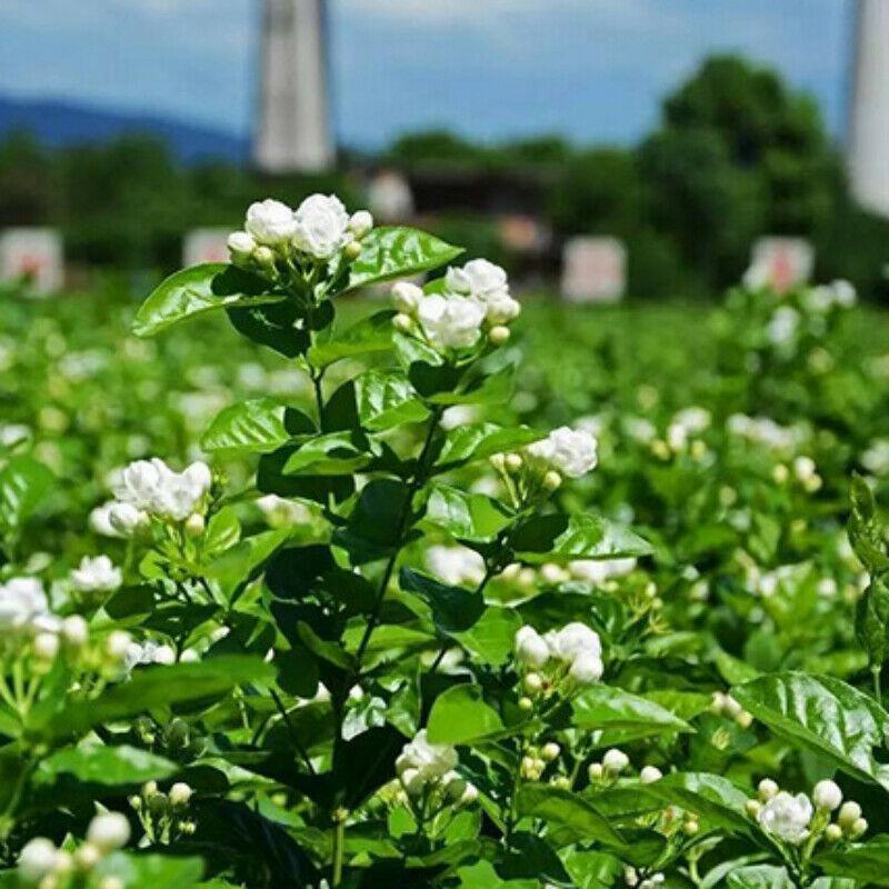 CIFbuy Certified Bulk Jasmine Tea Canned Jasmine Gift Flower Tea Healthy Drink250g-500g