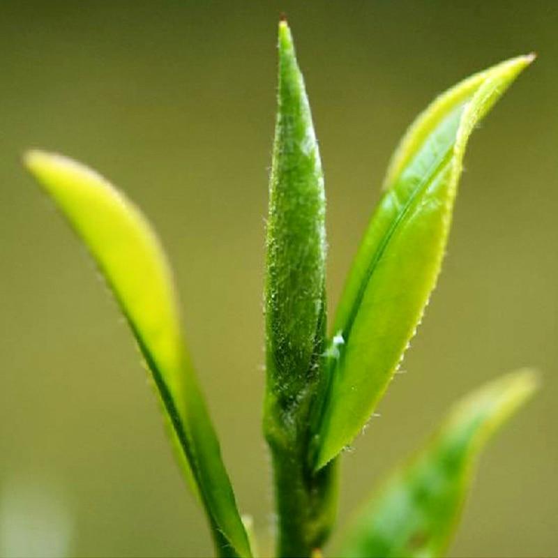 CIFbuy 2023 Spring High-Mountain Green Tea, Grain Rain Loose Leaf Green Tea, 50g / 150g / 250g
2023年春季高山绿茶，谷雨散装绿叶茶，50克/150克/250克