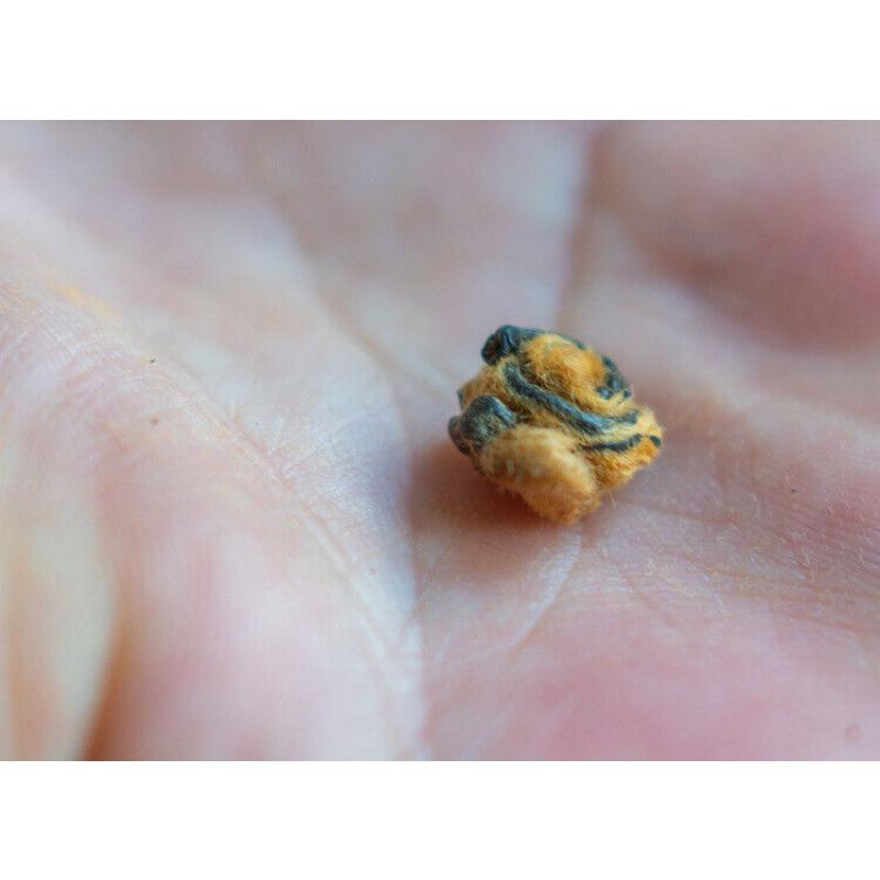 CIFbuy Fengqing Dian Hong Tea Gold Snail Spring Tea Yunnan Black Tea Red Snail Gold Bud