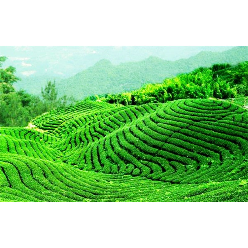 TemuTea 100g China Puer Tea Ripe Pu Erh Black Tea Yunan Canned Green Food Beauty Red Tea