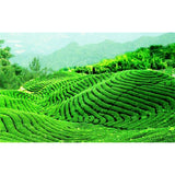 TemuTea 100g China Puer Tea Ripe Pu Erh Black Tea Yunan Canned Green Food Beauty Red Tea