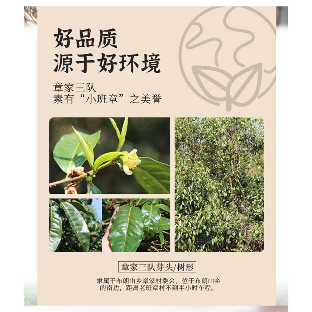 CIFbuy Bulang Famous Mountain Aged Tree 500g Haiwan Zhang Jia San Dui Puer Tea