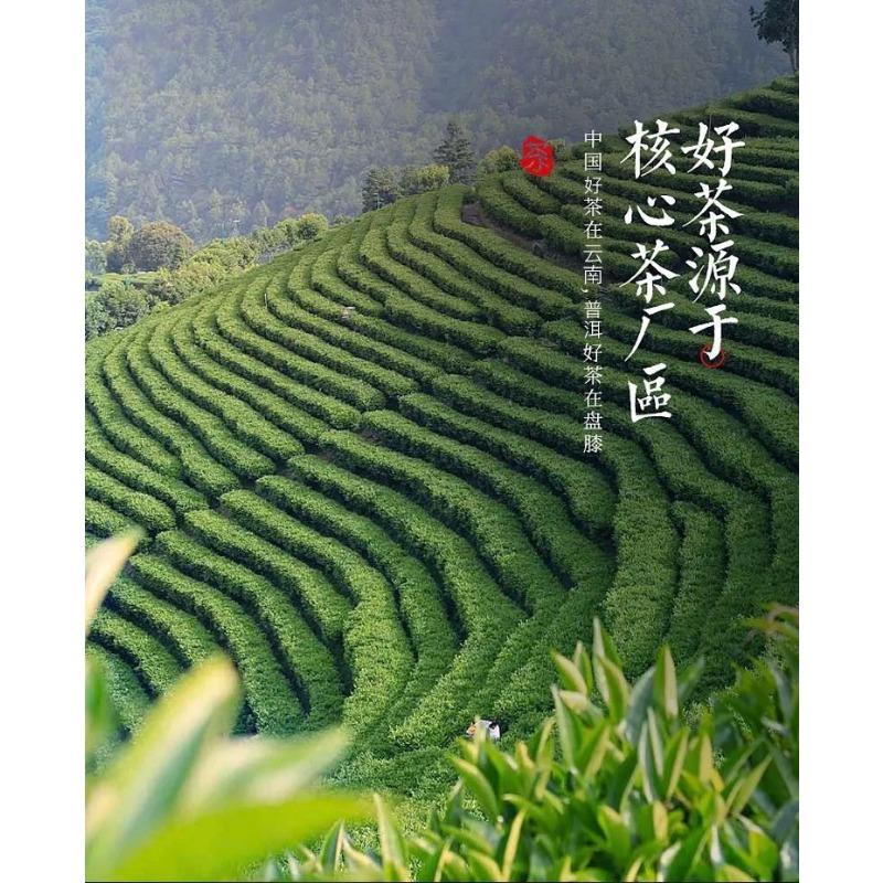 CIFbuy Plum Turnip Ancient Tree Puerh Tea Cake Aged Old Tree Head Spring Tea 357g