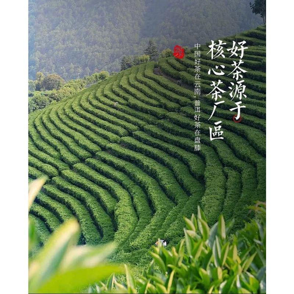 CIFbuy Plum Turnip Ancient Tree Puerh Tea Cake Aged Old Tree Head Spring Tea 357g
