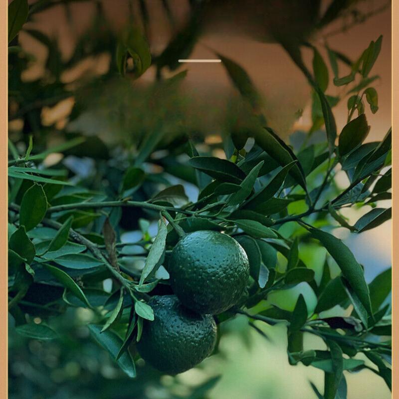 CIFbuy EFUTON Brand Chenpi Orange Pu'er Yunnan Pu-erh Tea Stuffed Tangerine Ripe 230g