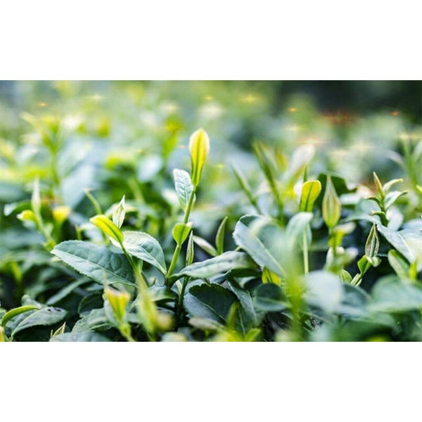 CIFbuy Organic Tibetan Brick Tea Sichuan Ya'an Hei Cha Dark Tea Health