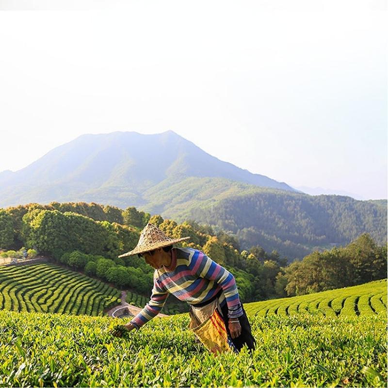 CIFbuy 125g Fenghuangdancong Oolong Green Tea Phoenix Dancong Oolong Tea Loose Leaf Tea