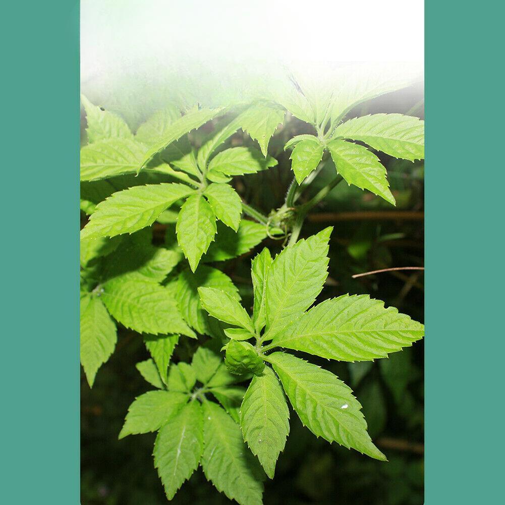 CIFbuy Jiaogulan Cha Gynostemma Tea Lowering Three Highs Helps Delay Aging Hetbal Tea Natural Health Herb