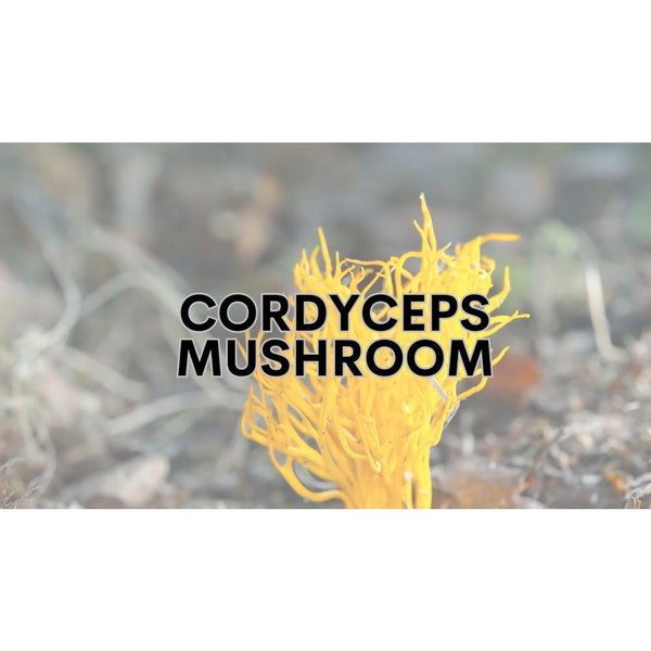 CIFbuy 250g 500g Cordyceps Mushroom Powder 17.6 oz