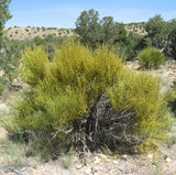 Somlata - Soma - Ephedra Vulgaris - Ephedra gerardiana  (250 GM)