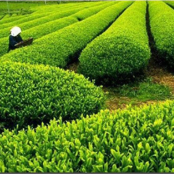 CIFbuy 250g High Quality Biluochun Green Tea Chinese Gift Tea Ecology Tea Health Care
