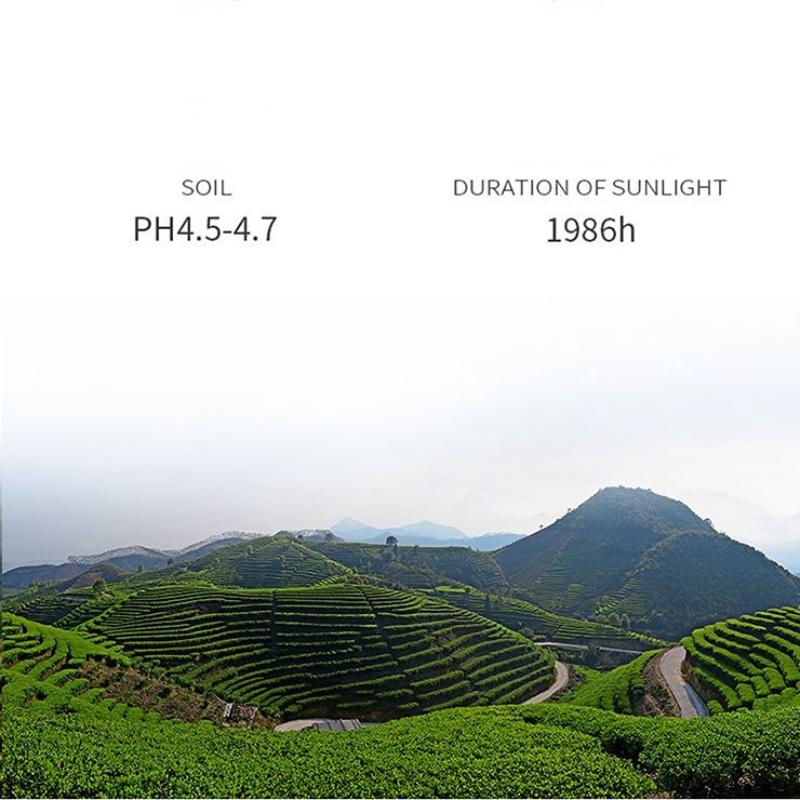CIFbuy 125g Fenghuangdancong Oolong Green Tea Phoenix Dancong Oolong Tea Loose Leaf Tea