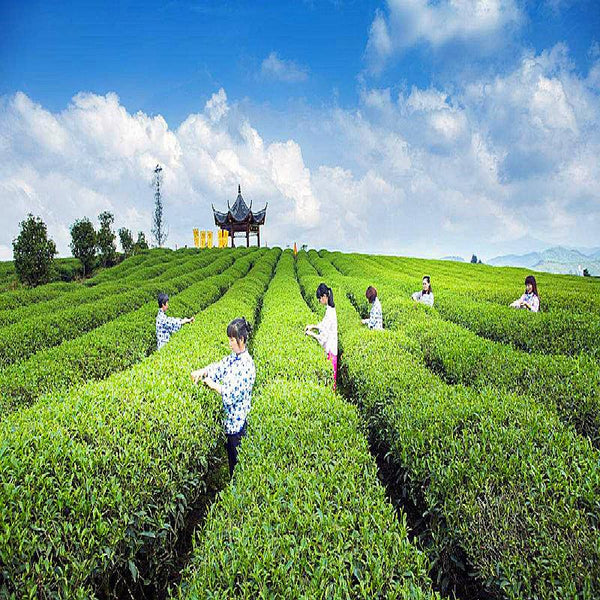 CIFbuy 250g Organic Jasmine Flower Tea Blooming Fresh Herbal Tea High Quality Green Tea