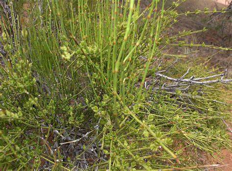 Somlata - Soma - Ephedra gerardiana - Som Lata - Somlata Pnachang - Somlaha 250Grm Secondary image