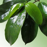 Tea Bags Mega Pack (100) Pure Leaf Soursop-Annona muricata - Guanabana