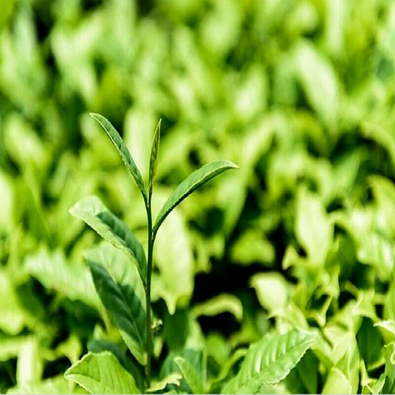 Yunnan DianHong Brick Fengqing Dian Hong Compressed Tea Red Tea Health Care 250g