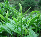 Promotion 200g Ripe Pu'er Chinese Puer Tea Brick tea Old Shu Pu-erh Ancient Tree