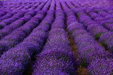 50g Lavender Dried Flower Tea Yangxinanshen Chinese Herbal Gift Good for Sleep