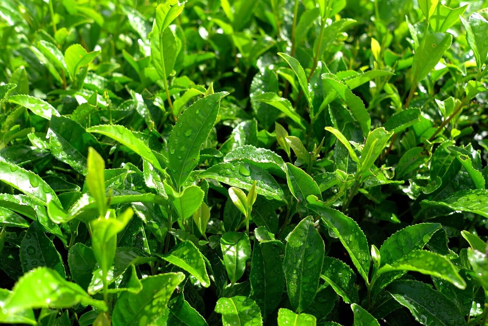 JAPANESE Matcha Green Tea Powder. (All Purpose) Matcha for Tea, Latte, Desserts