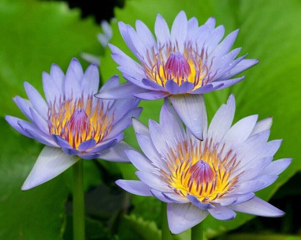 28g Ägyptische Blaue Lotusblumen (Nymphaea Caerulea) – Trockenblumen aus Ägypten