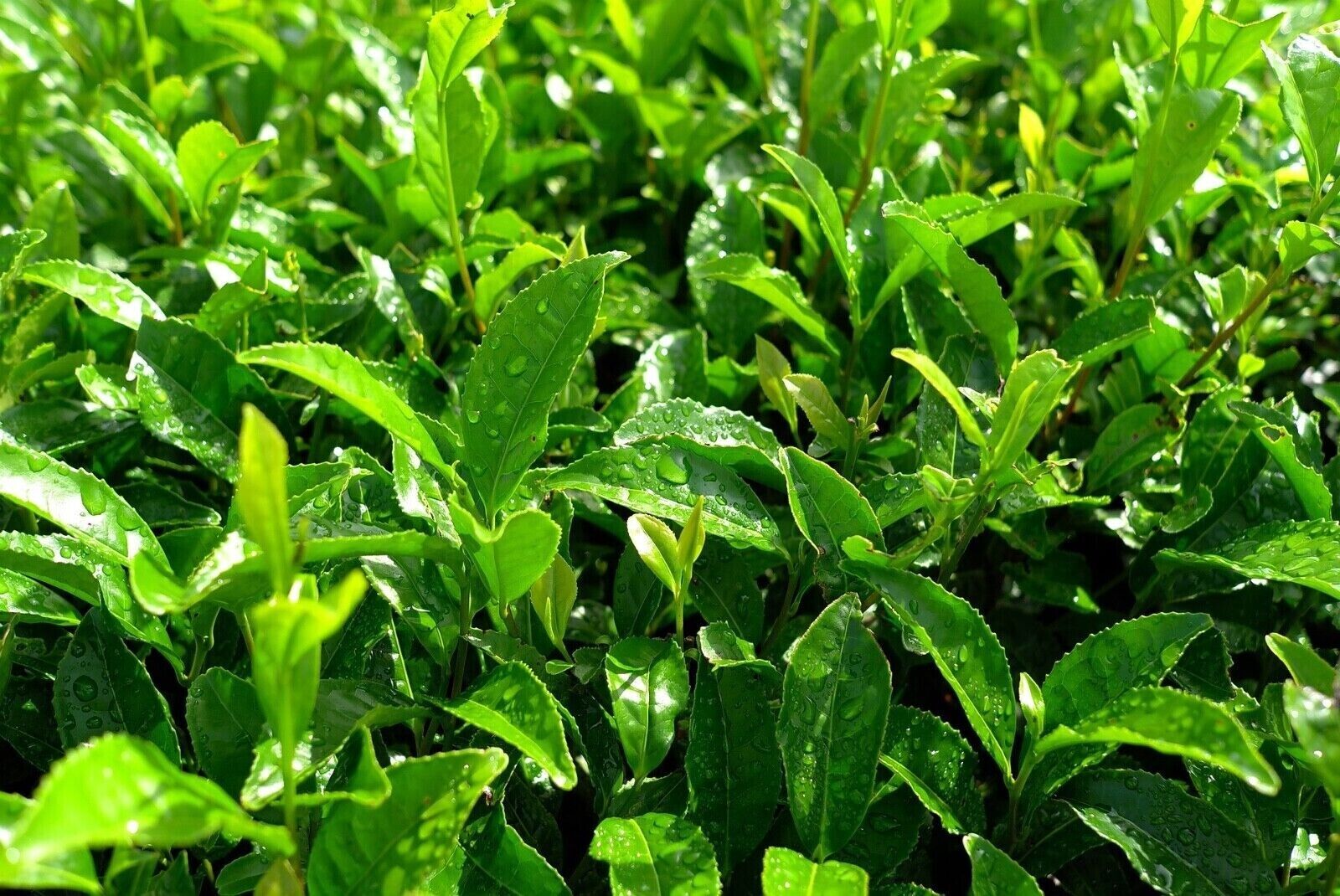 Matcha Green Tea Powder 100g. (Australian NASAA Organic) Ceremonial Matcha Tea