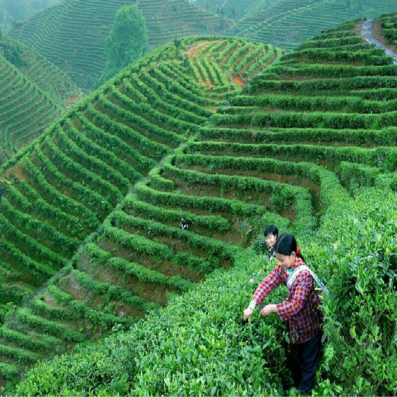 Fruits Tea Balsam Pears Tea Slices Clearing Heat Relieving Depression Herbal Tea