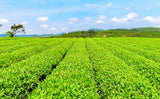 Yunnan Top Big Leave Roasted Green Tea Herb Natural Authentic BiluochunTea 500g