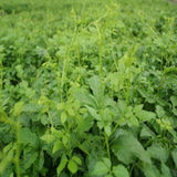 200g Wild Aescinate Gynostemma Pentaphyllum Jiaogulan Herbal Tea Liver Eyesight