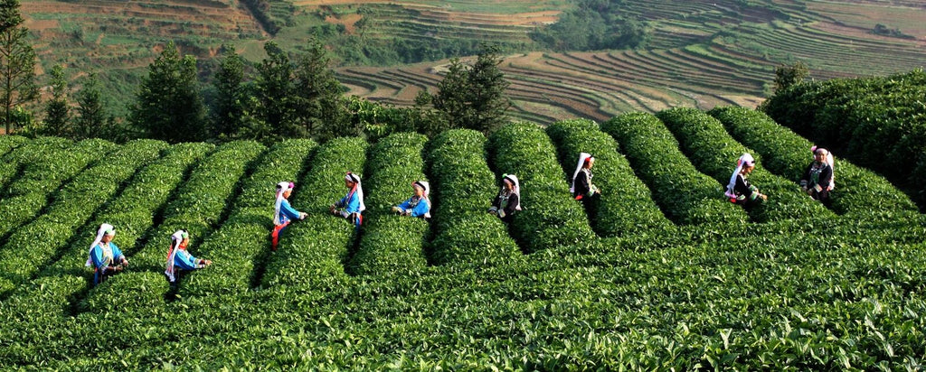 Bestnote schwarzer Oolong-Tee-natürlicher Tee Tieguanyin 50g schwarzer Tee Tea
