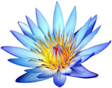 Egyptian Blue Lotus Flowers (Nymphaea Caerulea) 28g (1oz) ships from ATL